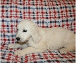 Small #5 Golden Retriever