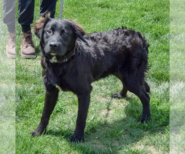 Medium Photo #2 Mutt Puppy For Sale in Huntley, IL, USA