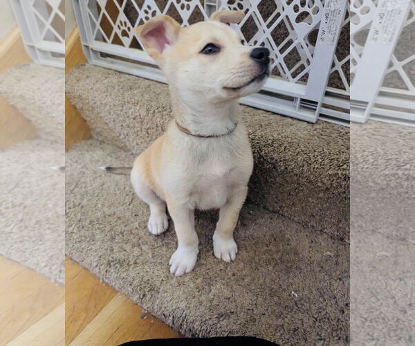 Medium Photo #4 Labsky Puppy For Sale in Princeton, MN, USA