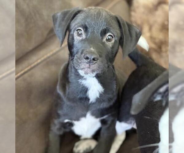 Medium Photo #10 Colonial Cocker Spaniel-Unknown Mix Puppy For Sale in San Diego, CA, USA