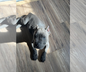 American Bully Puppy for sale in CANTON, GA, USA