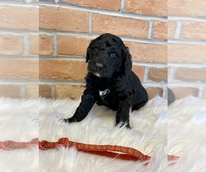 Poodle (Standard) Puppy for sale in LAPOINT, UT, USA
