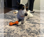Small #1 Mutt