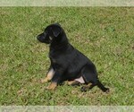 Small #2 German Shepherd Dog