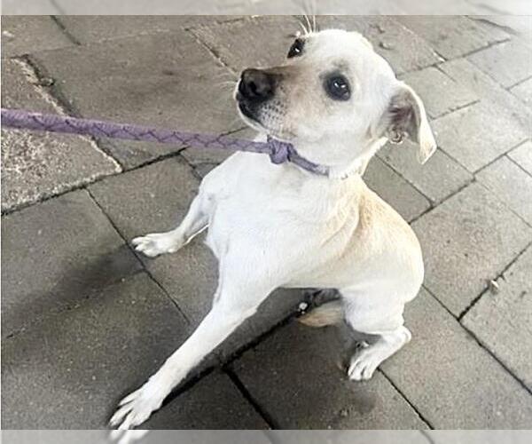 Medium Photo #1 Chihuahua Puppy For Sale in Houston, TX, USA