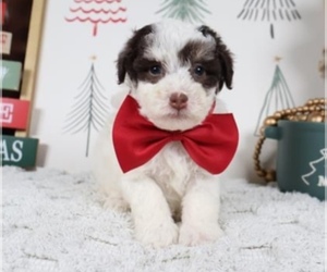 Maltipoo Puppy for sale in LAKE RONKONKOMA, NY, USA
