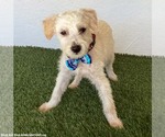 Small Photo #3 Jack Russell Terrier-Unknown Mix Puppy For Sale in San Diego, CA, USA