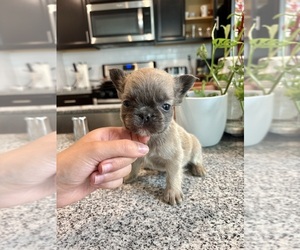 French Bulldog Puppy for Sale in FOLSOM, California USA