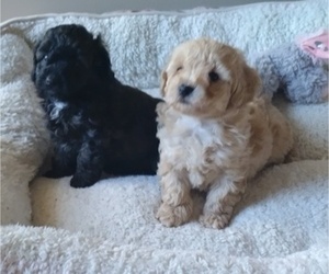 Poodle (Toy) Puppy for sale in GAFFNEY, SC, USA
