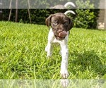 Small Photo #7 German Shorthaired Pointer Puppy For Sale in MESQUITE, TX, USA