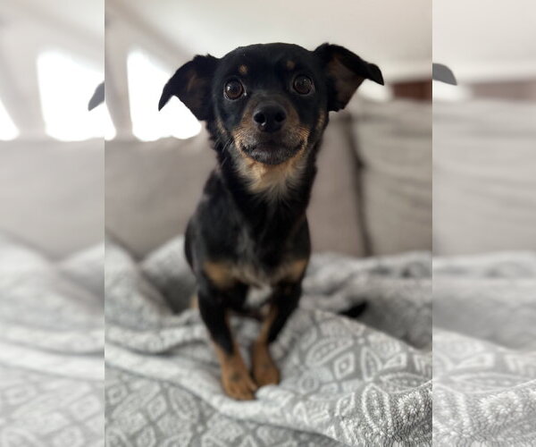 Medium Photo #1 Chiweenie Puppy For Sale in Davis, CA, USA