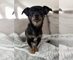 Small Chiweenie