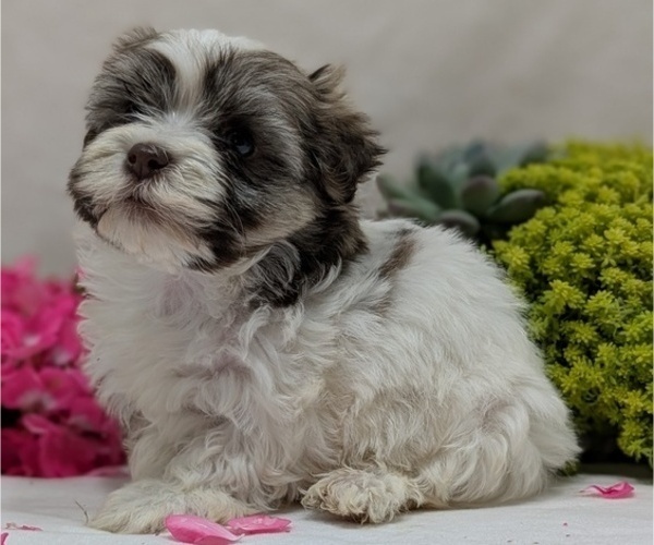 Medium Photo #6 Havanese Puppy For Sale in GOSHEN, IN, USA