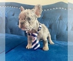 Small #6 French Bulldog