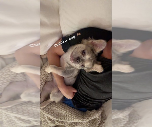 Medium Photo #5 French Bulldog Puppy For Sale in MIAMI, FL, USA