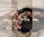 Saint - Female French Bulldog Puppy for Sale - Photo #5