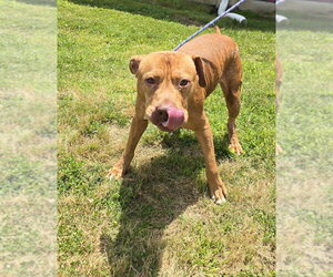 Shiloh - Male Mutt Dog for Adoption - Photo #4