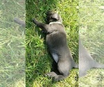 Small Photo #18 Labrador Retriever Puppy For Sale in OLYMPIA, WA, USA