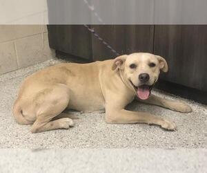 Labrador Retriever-Unknown Mix Dogs for adoption in Conroe, TX, USA