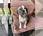 Small #1 Pug