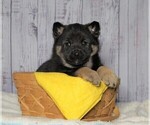 Small Photo #1 Norwegian Elkhound Puppy For Sale in FREDERICKSBG, OH, USA