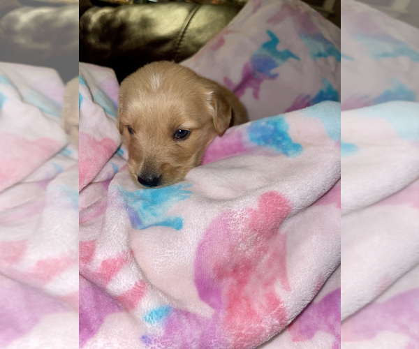 Medium Photo #3 Golden Retriever Puppy For Sale in VALDOSTA, GA, USA