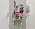 Small #5 American Pit Bull Terrier Mix