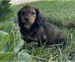 Small #5 Dachshund