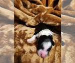 Small #2 Sheepadoodle
