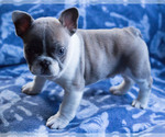 Small Photo #2 French Bulldog Puppy For Sale in BAY VIEW, WI, USA