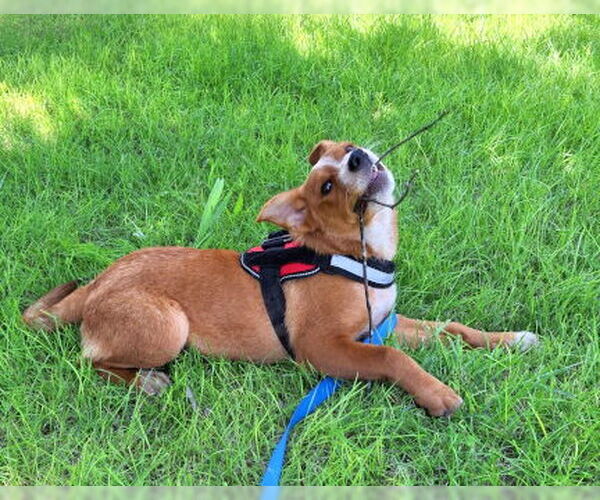 Medium Photo #2 Red Heeler-Unknown Mix Puppy For Sale in Mountain View, AR, USA