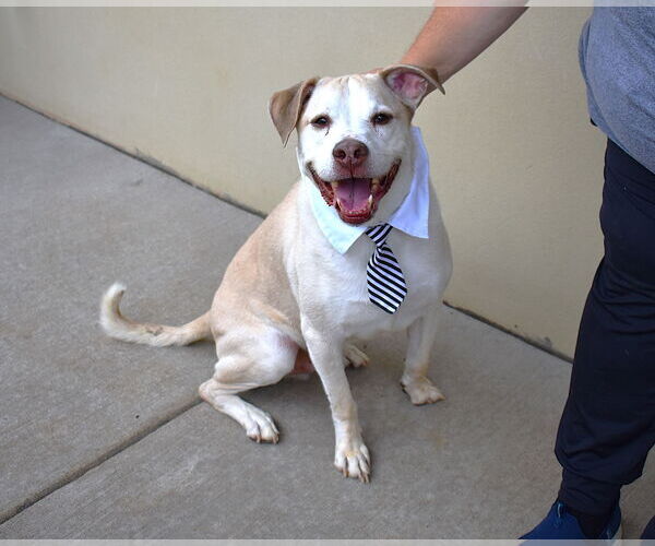 Medium Photo #2 Labrador Retriever-Unknown Mix Puppy For Sale in McKinney, TX, USA