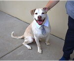 Small #1 Labrador Retriever Mix
