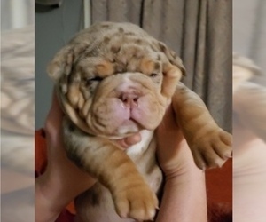 Olde English Bulldogge Puppy for Sale in ELK MOUND, Wisconsin USA