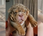 Small Photo #1 Olde English Bulldogge Puppy For Sale in ELK MOUND, WI, USA