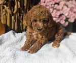 Puppy Lyla Poodle (Miniature)