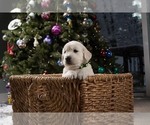 Small Photo #13 English Cream Golden Retriever Puppy For Sale in ALTO, MI, USA