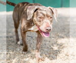 Small #3 Labrador Retriever Mix