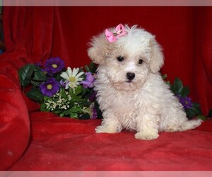 Maltipoo Puppy for sale in BARNESVILLE, KS, USA