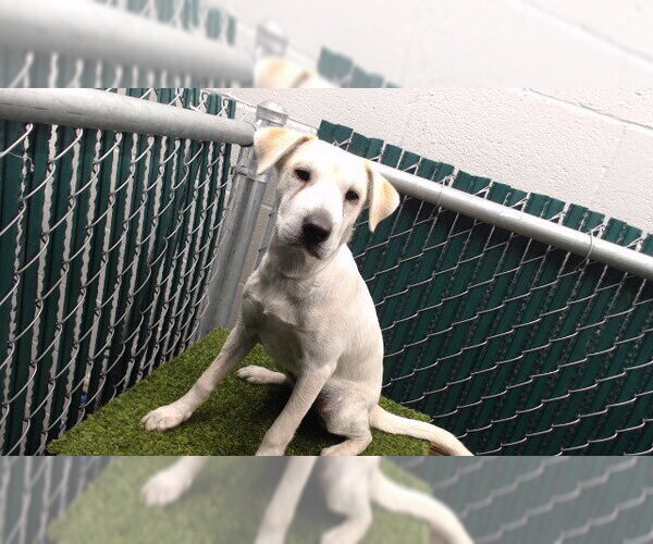 Medium Photo #1 Labrador Retriever Puppy For Sale in Downey, CA, USA