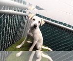 JANEL - Female Labrador Retriever Dog for Adoption - Small photo