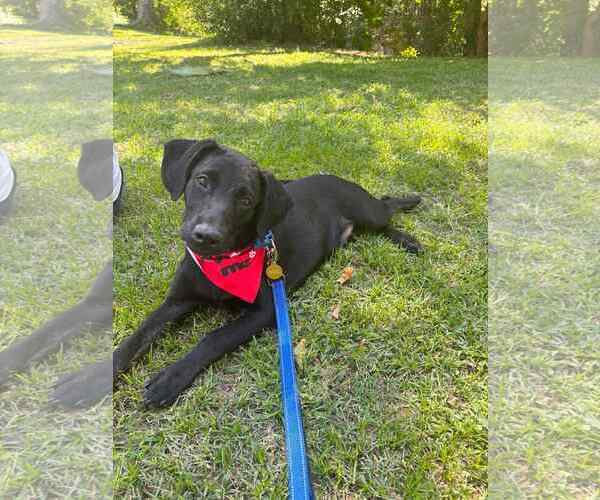 Medium Photo #7 Labrador Retriever-Unknown Mix Puppy For Sale in San Diego, CA, USA