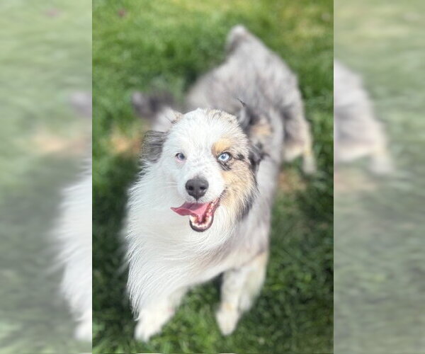 Medium Photo #3 Australian Shepherd Puppy For Sale in MIDWAY, UT, USA