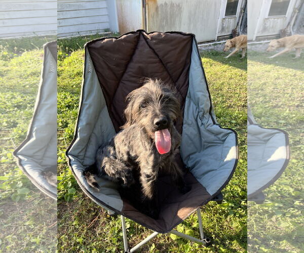 Medium Photo #5 Mutt Puppy For Sale in Oviedo, FL, USA