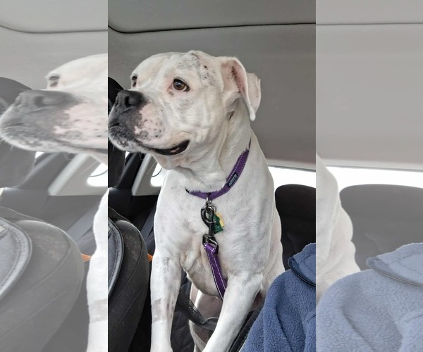 Medium Photo #2 Boxer Puppy For Sale in Burnsville, MN, USA