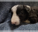 Small Photo #133 Border Collie Puppy For Sale in NORBORNE, MO, USA