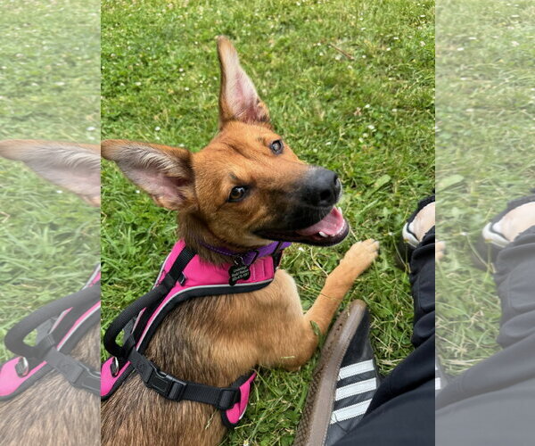 Medium Photo #1 Basenji-Unknown Mix Puppy For Sale in Milwaukie, OR, USA