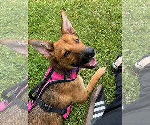 Basenji-Unknown Mix Dogs for adoption in Milwaukie, OR, USA