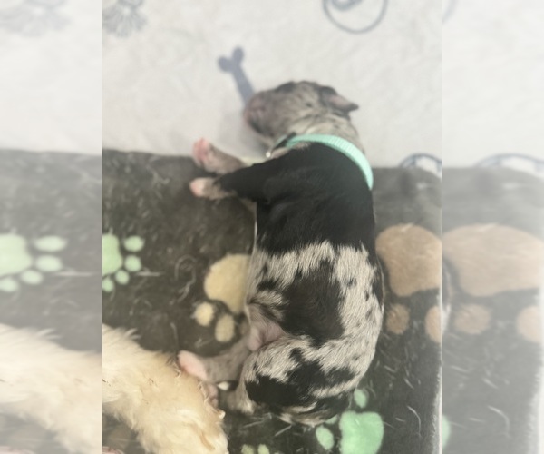 Medium Photo #78 Aussiedoodle-Bernedoodle Mix Puppy For Sale in BELTON, SC, USA