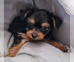 Puppy Precious Yorkshire Terrier